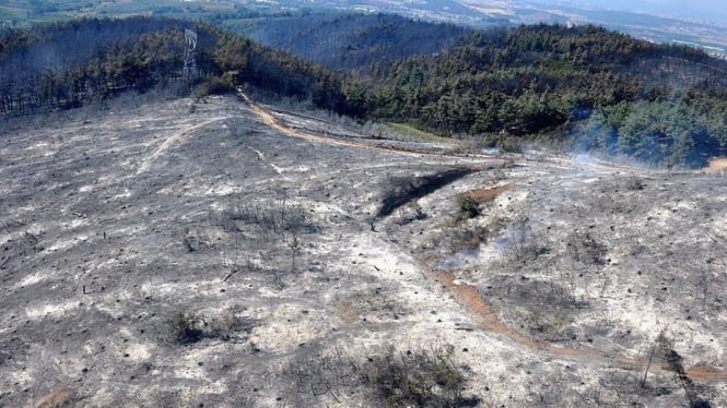 Kebun Zaitun milik warga Palestina dibakar pemukim ilegal Israel