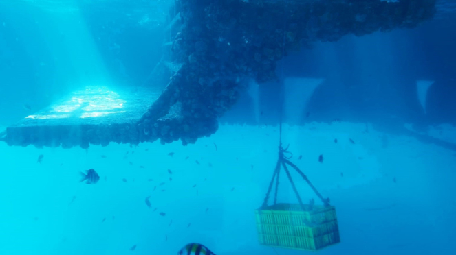 Bali Hai tawarkan sensasi berjalan di dalam laut