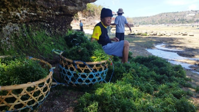 Petani rumput laut Made Soka saat panen rumput laut di Nusa Lembongan