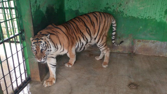 Seekor harimau bernama 'Si Manis' semasa hidup di Kebun Binatang Medan Zoo. (dok Medan Zoo)