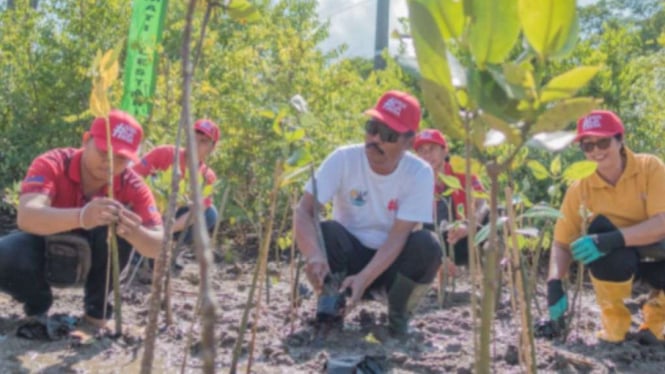 Penanaman mangrove