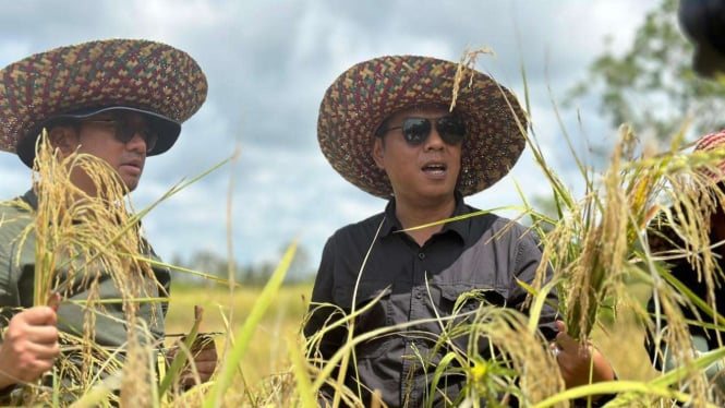 Revolusi Hijau di Kalteng, Tumpang Sisi Padi Gogo Dongkrak Produksi Pangan