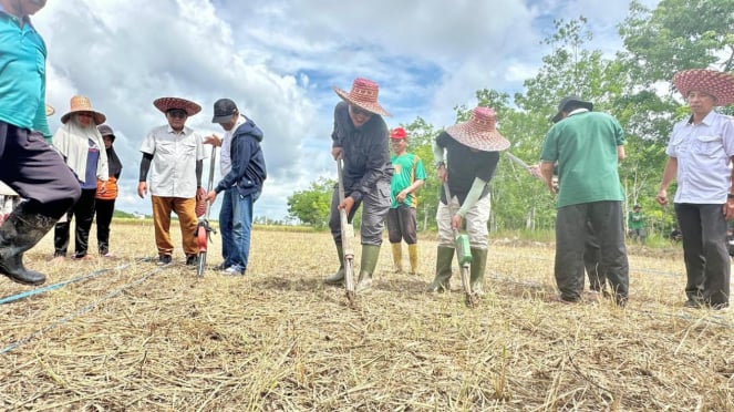 Revolusi Hijau di Kalteng: Tumpang Sisi Padi Gogo Dongkrak Produksi Pangan