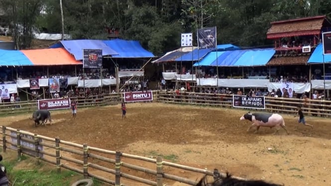 Arena Adu Kerbau Toraja, Sulawesi Selatan