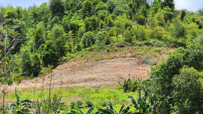 Kebakaran hutan dan lahan di Pulau Rempang