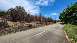 El bosque de conservación de Rempang ha sido destruido debido a la quema de tierras y la tala ilegal.