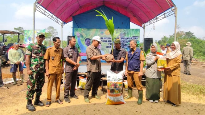 Kementan gagas program tumpang sisip kelapa dengan padi gogo