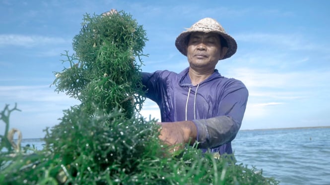 Pemberdayaan BRI tingkatkan skala usaha klaster rumput laut