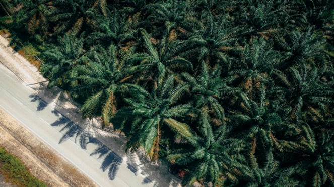 Foto perkebunan kelapa sawit, contoh swasembada pangan dan energi