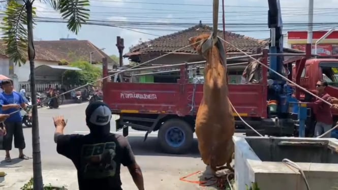 Evakuasi Sapi Pegon dari Gorong-gorong dekat Pasar Jatinom, Klaten, Jateng