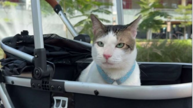 Kucing Prabowo, Bobby kertanegara Kini Resmi Menghuni Istana dengan Cat Stroller