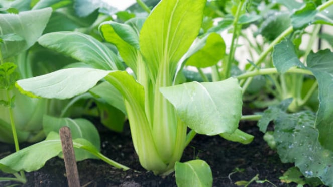 Pak Choi