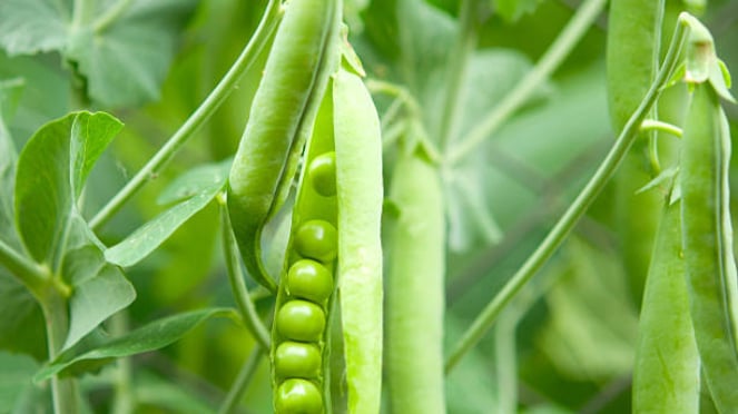 Kacang polong