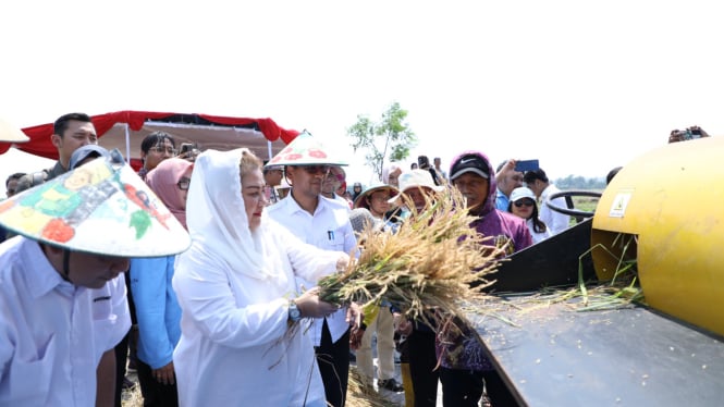   Wali Kota Semarang, Hevearita Gunaryanti Rahayu panen padi biosalin