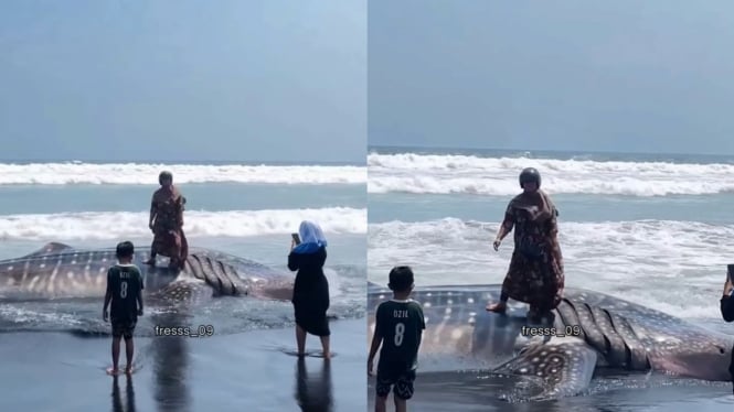 Jadi Penguasa Laut! Potret Ibu-Ibu Foto di Atas Hiu Tutul Terdampar Bikin Geger