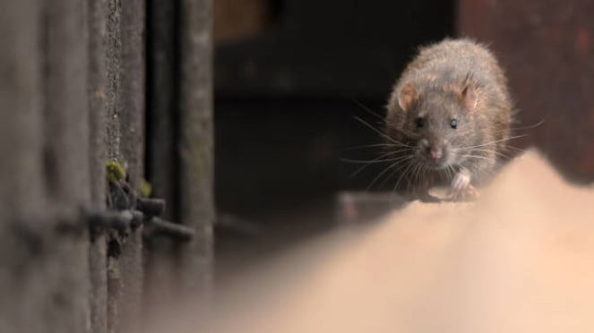 tikus