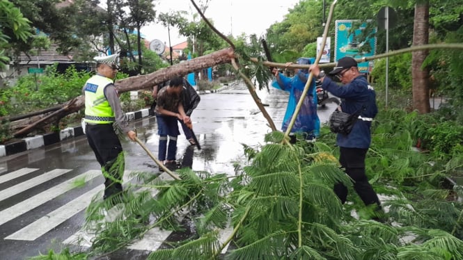 Beberapa pohon di Jalan Raya Benoa Bali tumbang akibat hujan deras disertai angin kencang