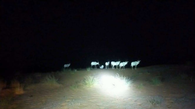 Una manada de Oryx en medio del desierto de Dubai