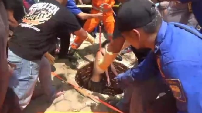 Tim Gabungan Basarnas Saat Evakuasi Empat Korban dari dalam Sumur Gali di  Kabupaten Muaro Jambi. 