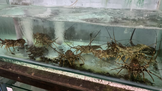 Budidaya Lobster di Banyuwangi