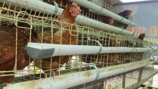  Bawang hingga Telur Ayam Naik