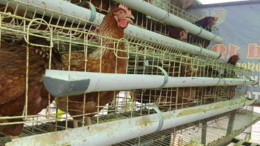 VIVA Militer: Kandang ayam petelur Kodim Purwakarta