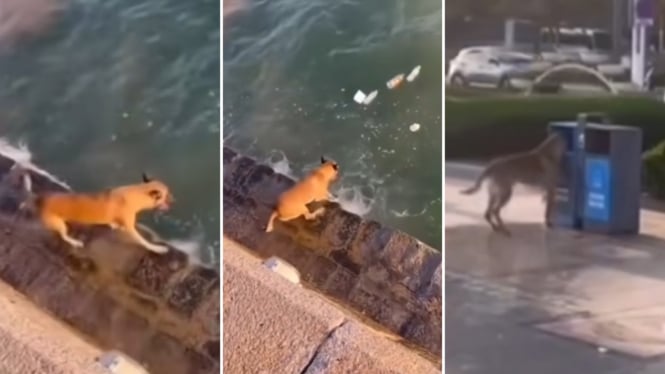 Viral aksi anjing ambil sampah di sungai lalu dibuang ke tempatnya