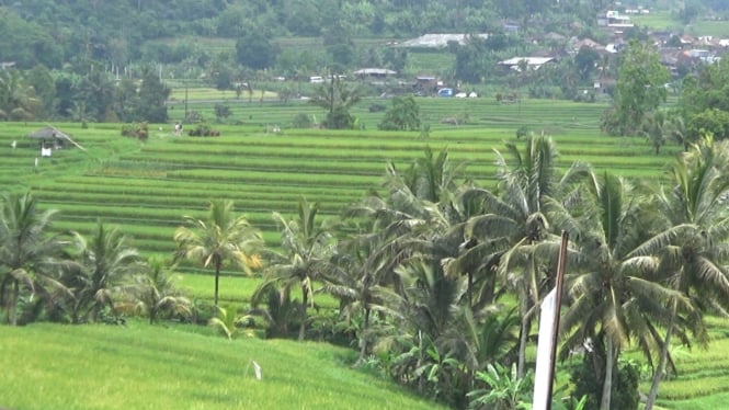 Hamparan swah berundak di DTW Jatiluwih Bali yang menggunakan  irigasi dengan sistem Subak