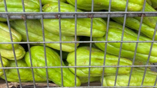 Labu siam termasuk dalam keluarga Cucurbitaceae