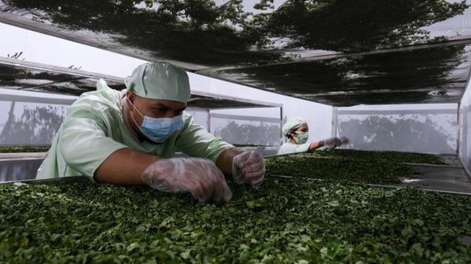 El futuro aumenta a más monitor mediante la exportación de Lpei Moriza Powder