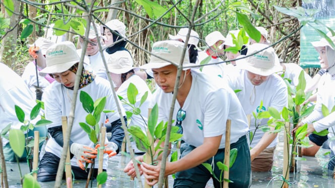 Penanaman Mangrove