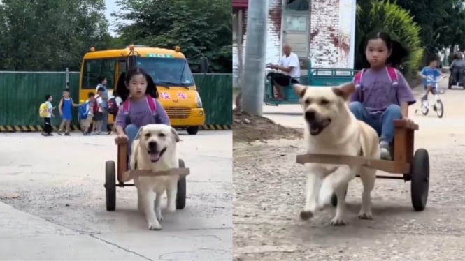 Anak Perempuan di Cina ini di jemput anjing menjadi viral di media sosial