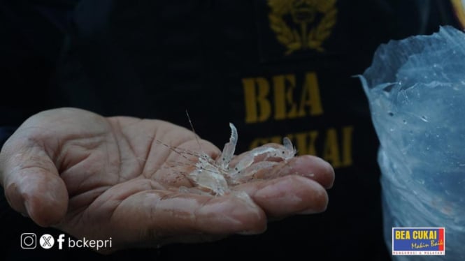 Kanwil Bea Cukai Kepri gagalkan aksi penyelundupan benih bening lobster