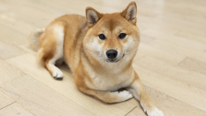 Anjing Shiba inu