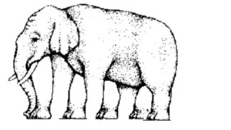 Ingat Tebak-tebakan Ini? Berapa Banyak Kaki yang Dimiliki Gajah dalam Gambar?