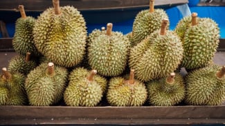 Kuasai Pasar Global, Ekspor Durian Vietnam 2024 Capai Rp53 Triliun