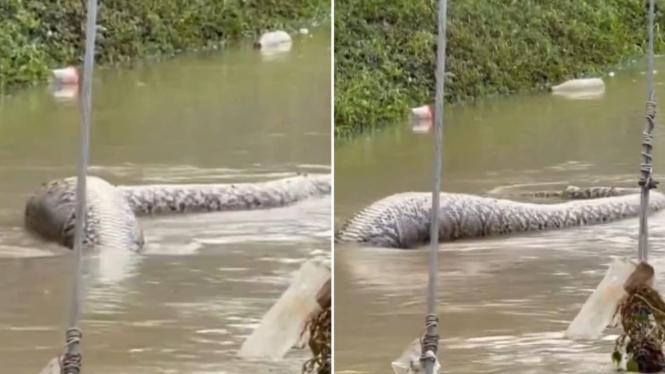 Viral penampakan ular besar saat banjir