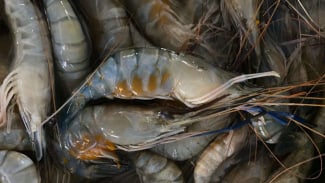 Udang Galah Deli Serdang Kini Bisa Dinikmati di Selandia Baru