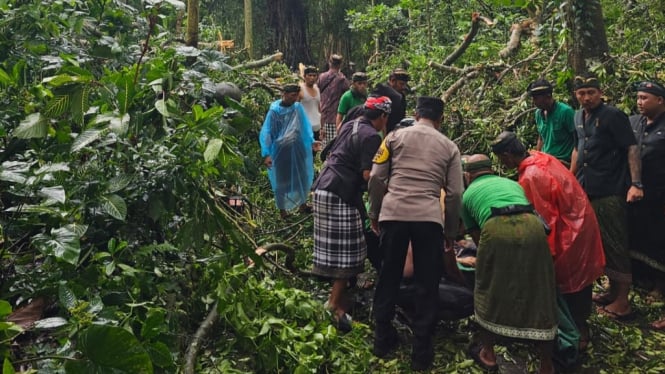 Pohon tumbang di kawasan Monkey Forest Ubud menimpa wisatawan asing.