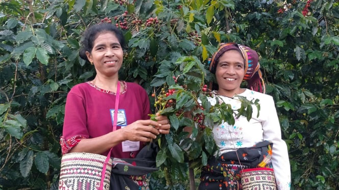 Dua orang ibu sedang memetik kopi di Manggarai Timur, NTT