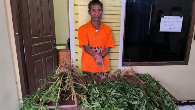 MS bersama pohon ganja saat diamankan petugas kepolisian.(dok Polres Taput)