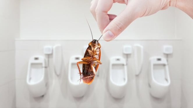 imagen de una cucaracha en el baño