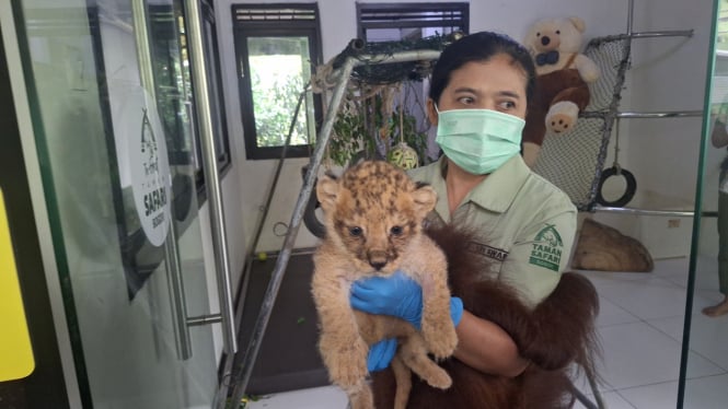 Bayi Singa Jantan lahir di Taman Safari Indonesia, Bogor. VIVA/Muhammad AR