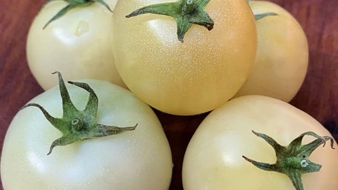 white tomato 