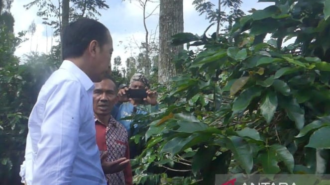 Jokowi blusukan ke Temanggung, menemui petani kopi