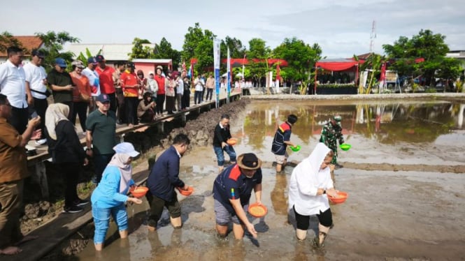 Pertanian padi Biosalin di Semarang.