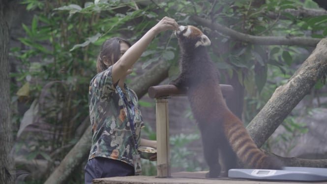 Red Panda (Lesser Panda) di Batu Secret Zoo Malang.