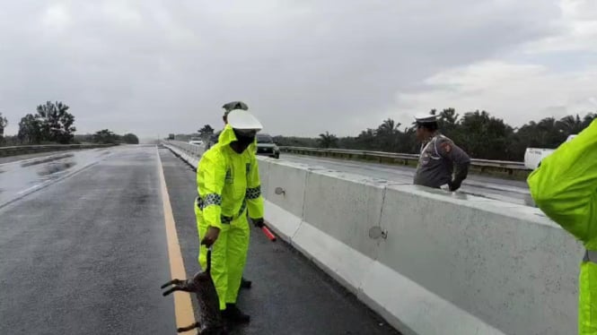 Seekor Macan Akar Indukan Mati Tertabrak Kendaraan di Tol Dumai-Pekanbaru