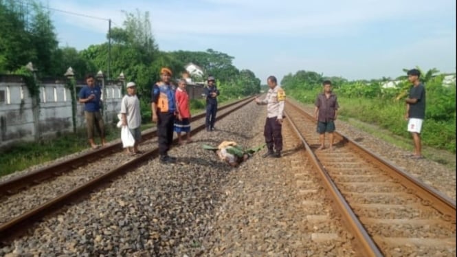 Petugas evakuasi korban tertabrak kereta api Argo Sindoro di Semarang.