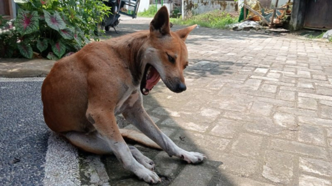 Ilustrasi anjing liar (Satria)